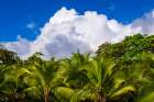 Clouds over coconut palms at Playa Matapalo, Puntarenas Province, Costa Rica Art Print